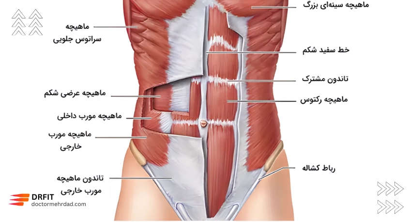 آناتومی شکم زن ها 