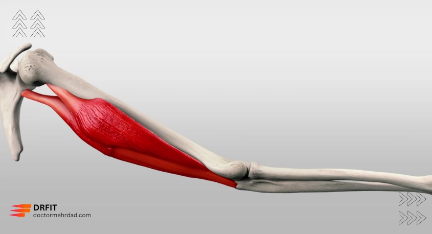 اصول علمی افزایش حجم جلو بازو