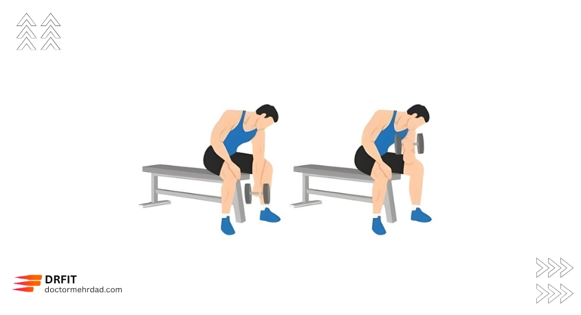 جلو بازو دمبل نشسته