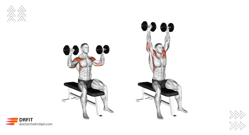 پرس سرشانه دمبل نشسته